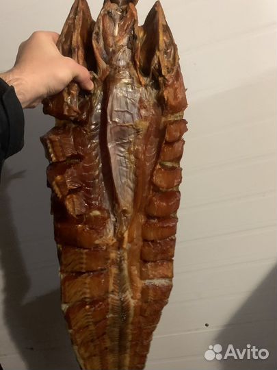 Рыба Толстолоб оптом