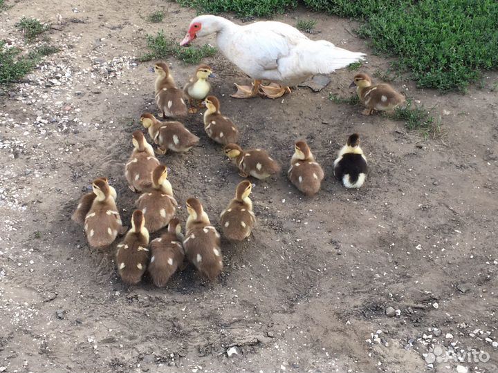 Селезень индоутки породистый