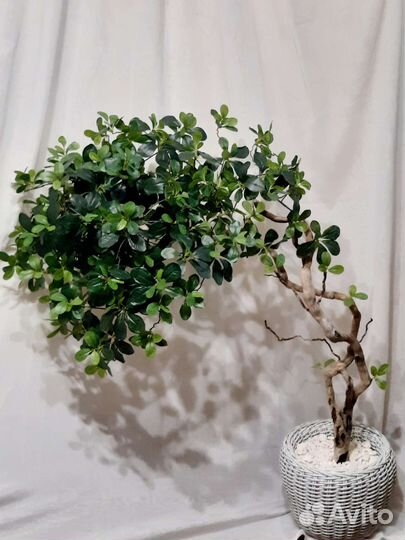 Дерево интерьерное. Эксклюзив