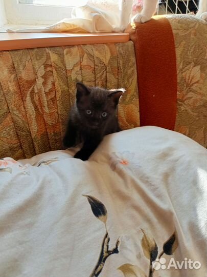 Котята отдам в добрые руки бесплатно