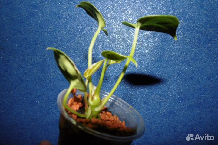 Антуриумы crystallinum x magnificum и silver blush