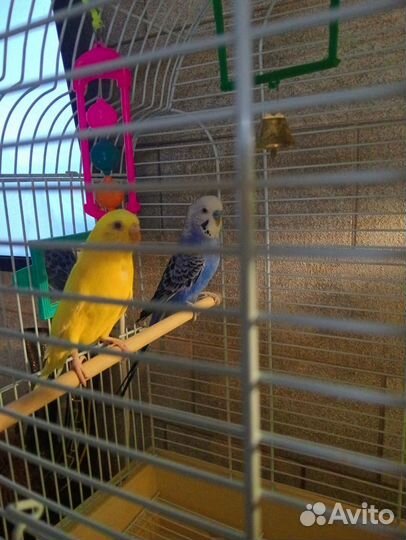 Пара попугаев