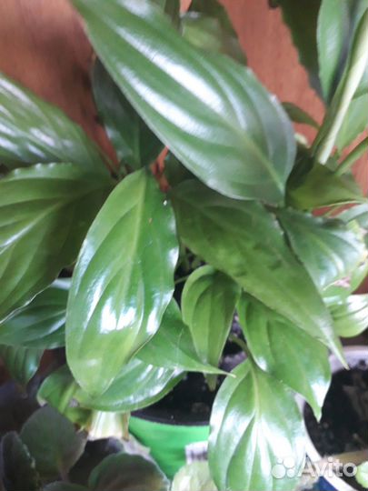 Спатифиллум на обмен