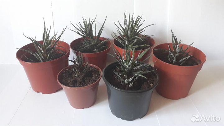 Хавортия суккуленты