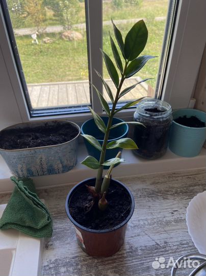 Замиокулькас