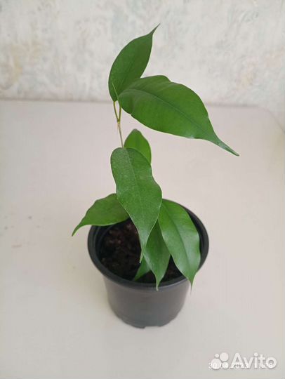 Фикус бенджамина