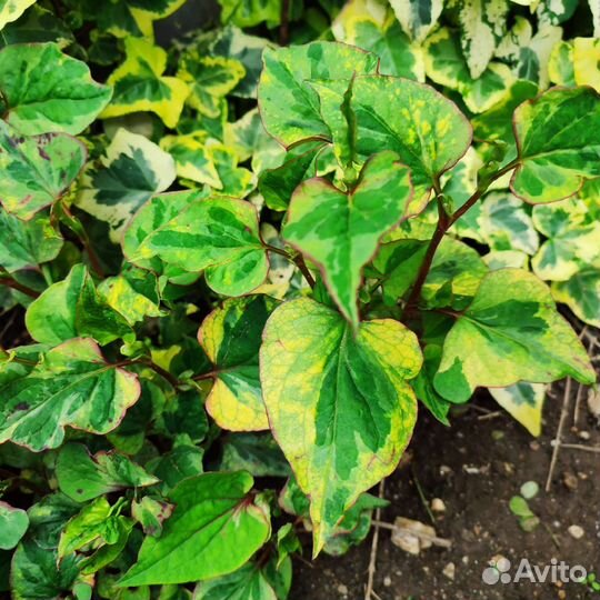 Цветы садовые