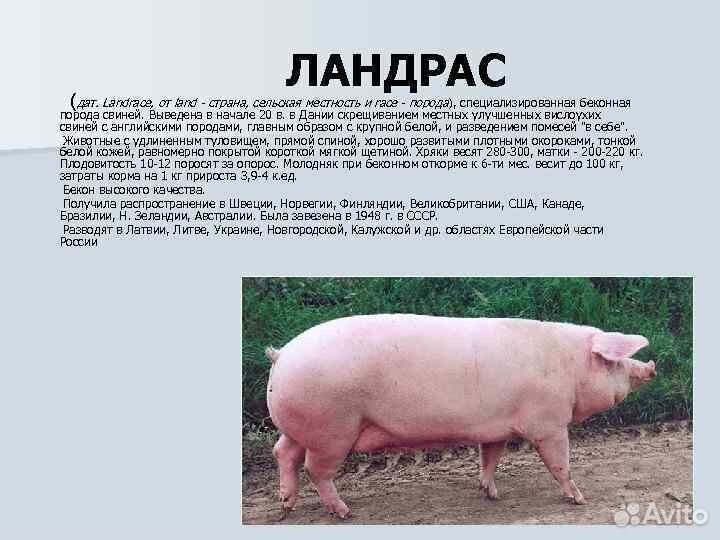 Продам молодого Хряка