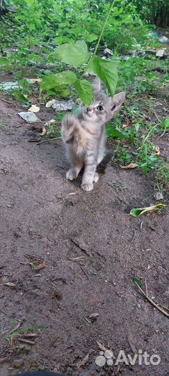 Котята
