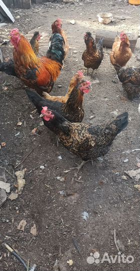 Курицы несушки