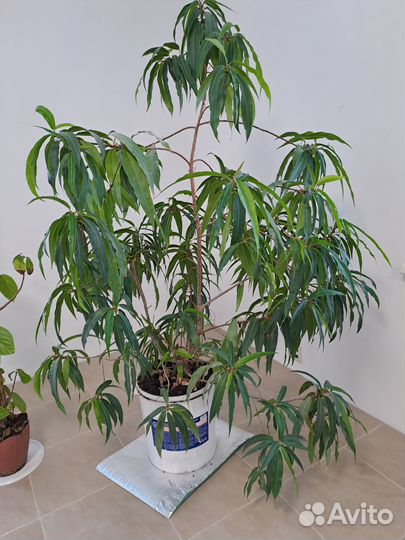 Растение комнатное