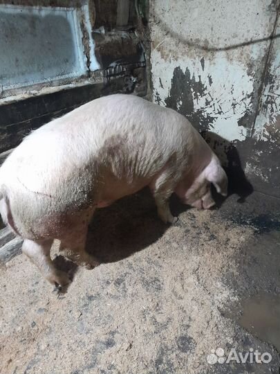 Хряк ландрас (обмен)