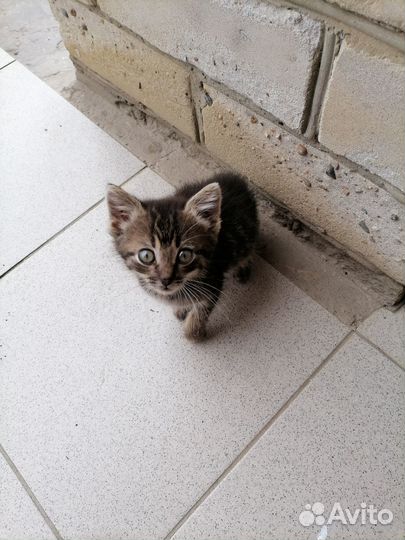 Отдам в добрые руки
