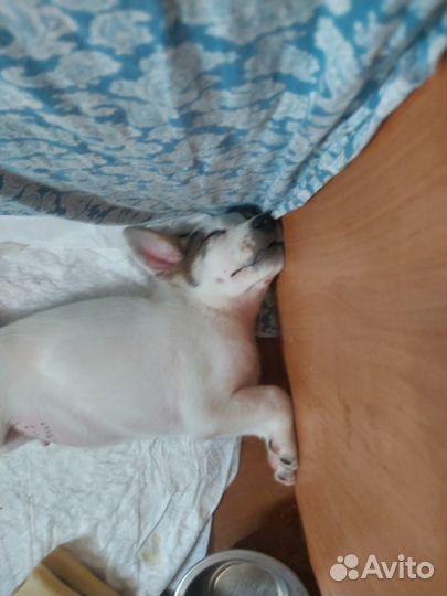 Щенок в добрые руки маленькой собаки