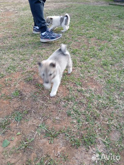 Щенки лайки и волкособа
