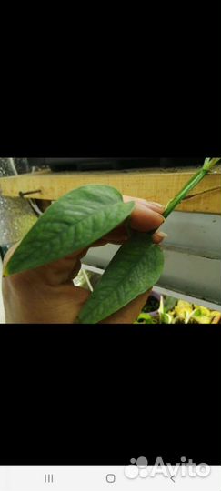 Монстеры и рафидофоры