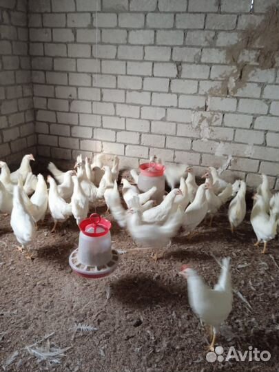 Куры несушки