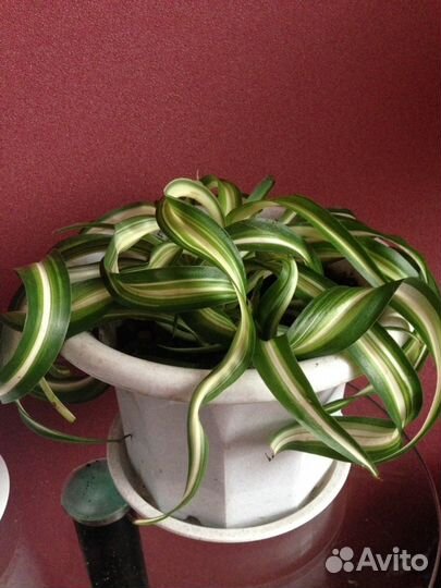 Хлорофитум кучерявый