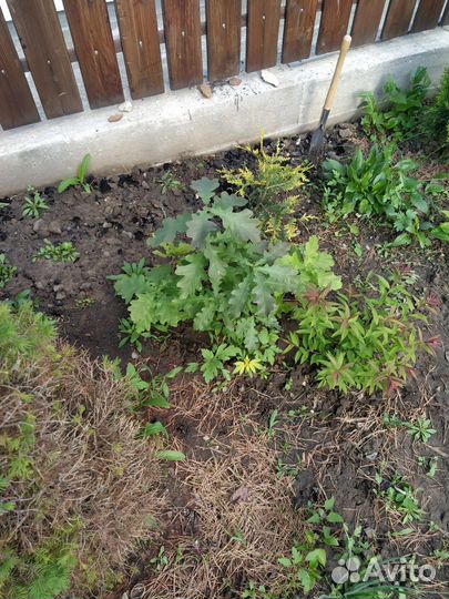 Саженцы дуба