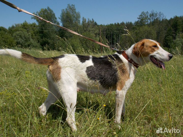 Русская пегая гончая