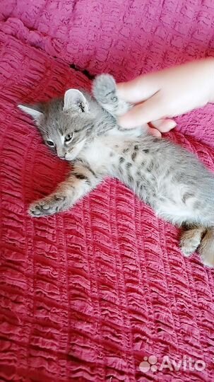 Кошка бесплатно добрые руки