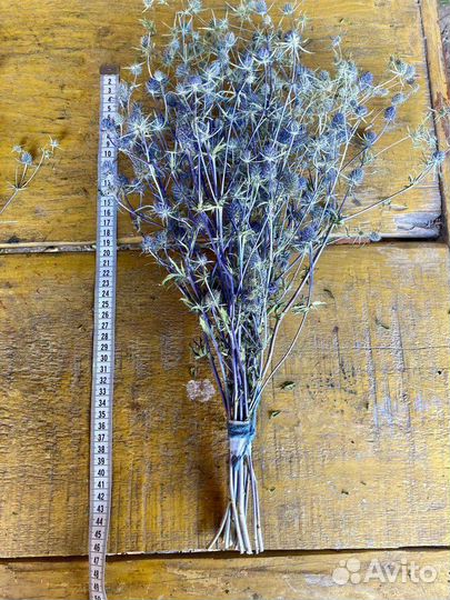 Синеголовник Сухоцвет