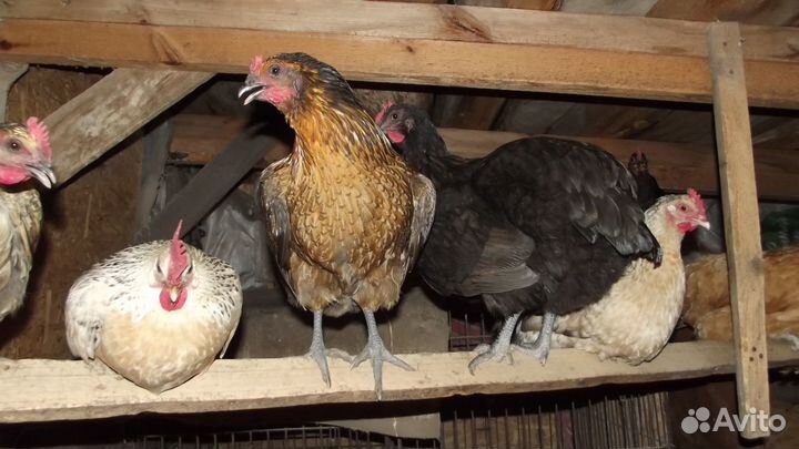 Инкубационное яйцо индейки