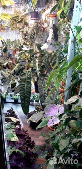 Домашнии экзотические растания