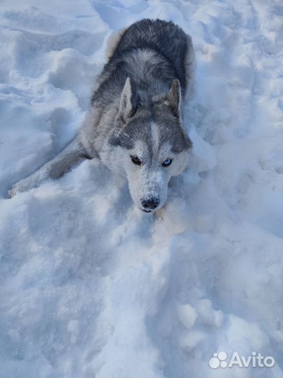 Сибирская хаска/вязка