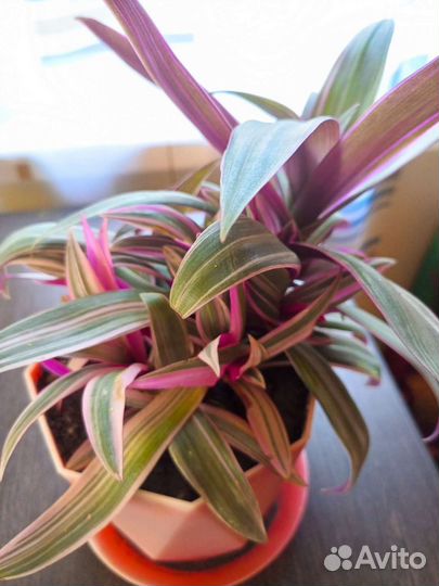 Рео пёстролистный