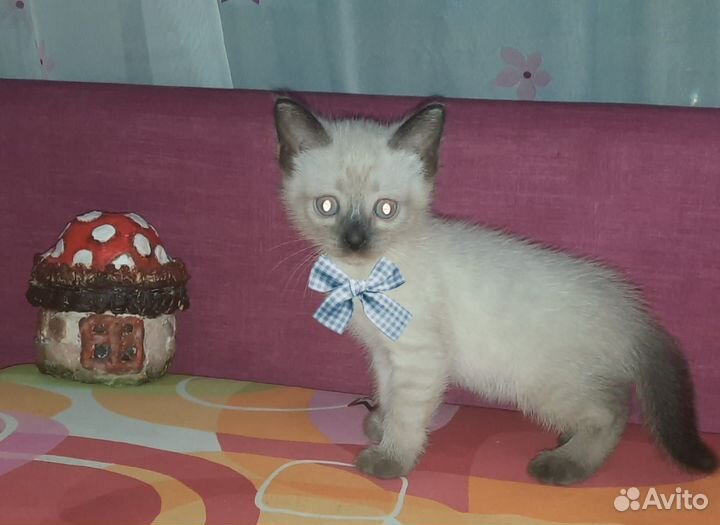 Сиамские котята