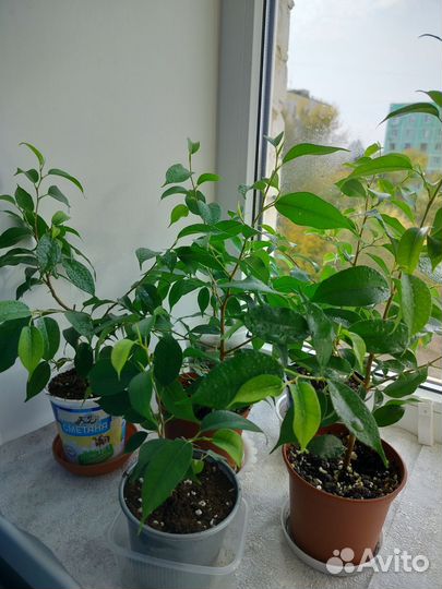 Фикус бенджамина