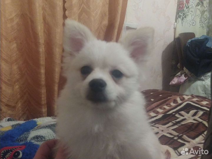 Немецкий шпиц вязка