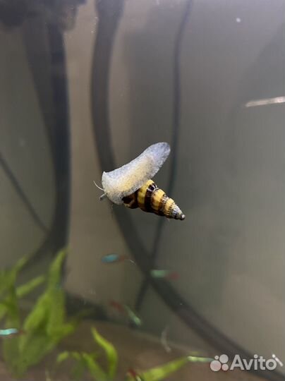 Улитка хелена