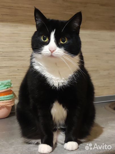Кошка в дар бесплатно
