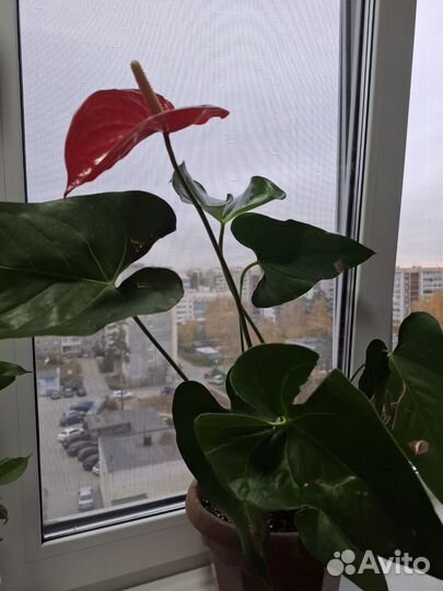 Комнатные цветы антуриум