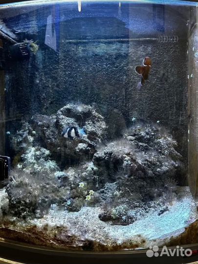 Морской акуариум