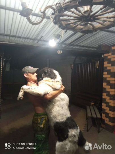 Вязка алабай