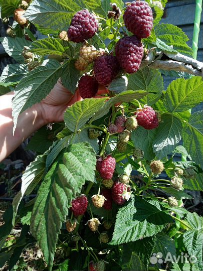 Малина ремонтантная