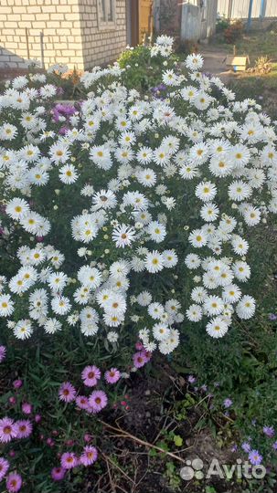 Продам цветы сентябринки многолетние