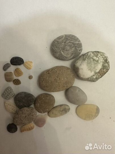 Морские ракушки