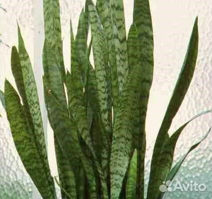 Сансевьера(