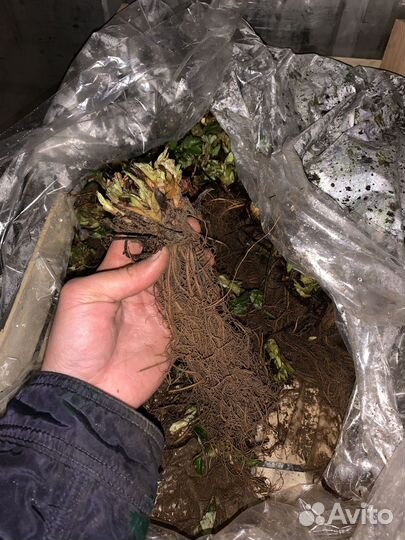 Рассада клубники фриго. Италия