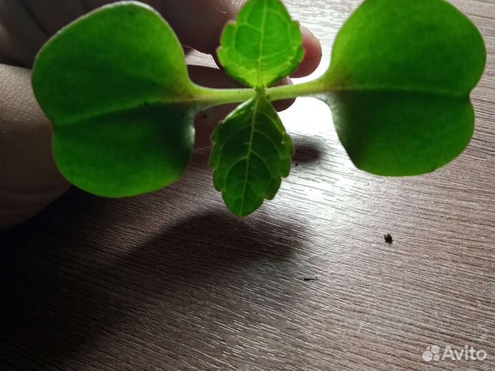 Четырех листный клевер