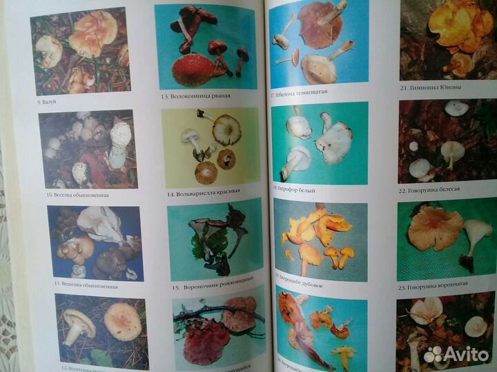 Книга-Грибы России.-Справочник