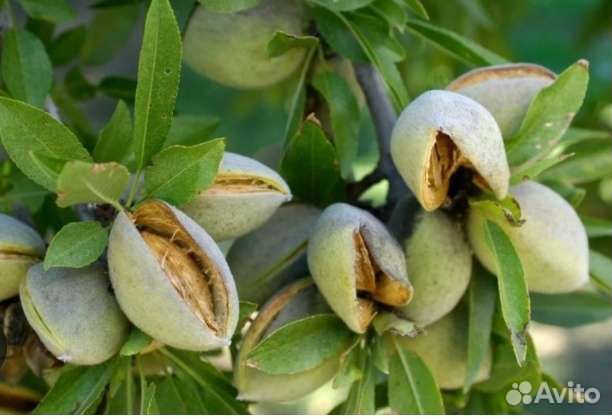 Саженцы орехов в ассортименте