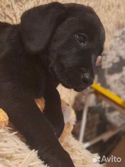 Щенки лабрадора
