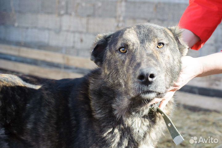 Амур. Собака бесплатно