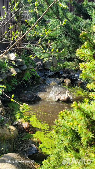 Утята от криковой подсадной утки