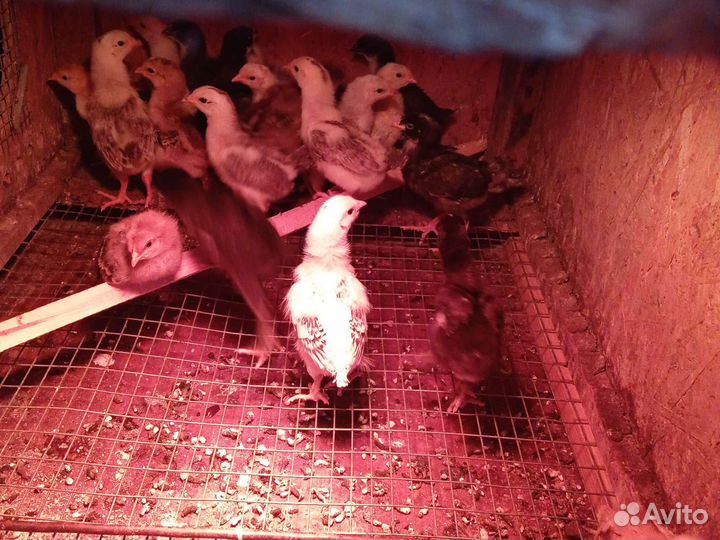 Цыплята утята